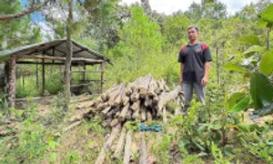 Người dân trồng cây, dựng lán chờ đền bù dự án